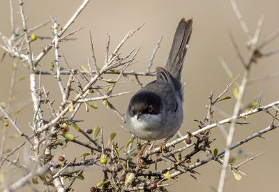 Sardinian Warbler