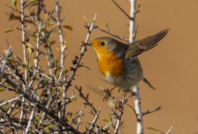 Robin