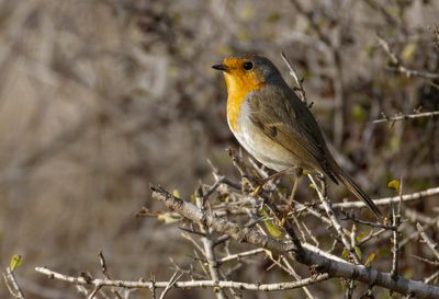 Robin (european) אדום חזה