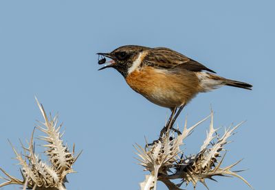 Stonechat