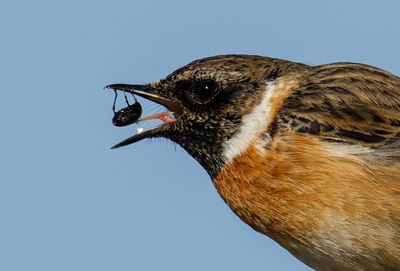 Stonechat
