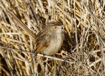 Graceful Prinia