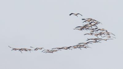 Grey Crane