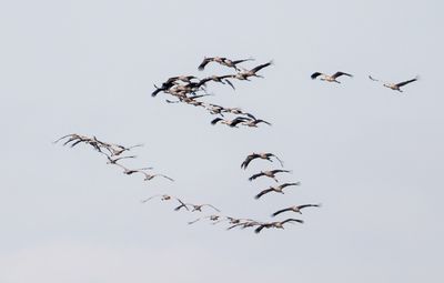 Grey Crane