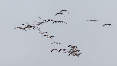 Grey Crane