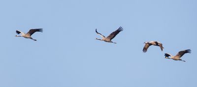 Grey Crane עגור אפור