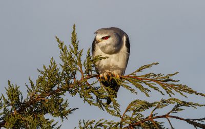Black-winged kite