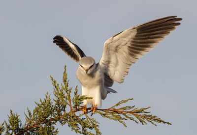 Black-winged kite