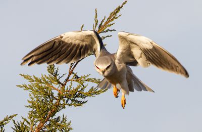 Black-winged kite