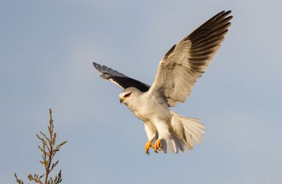 Black-winged kite