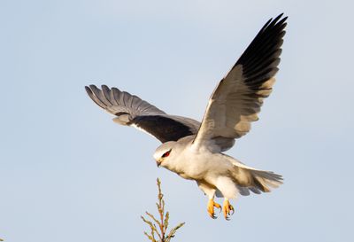 Black-winged kite