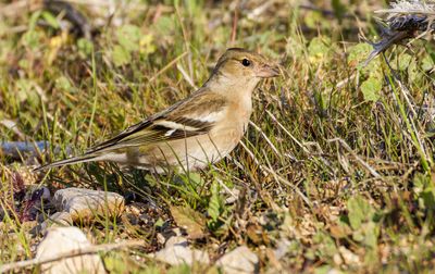 Chatfinch and Brambling פרוש מצוי והרים