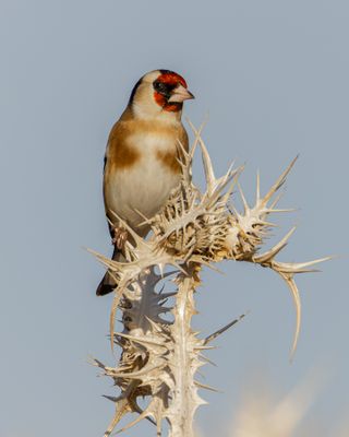 Goldfinch