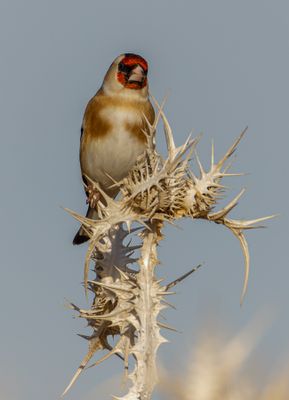 Goldfinch