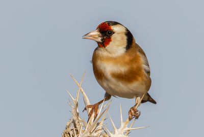 Goldfinch