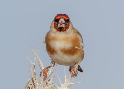 Goldfinch