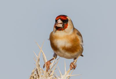 Goldfinch