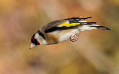 Goldfinch