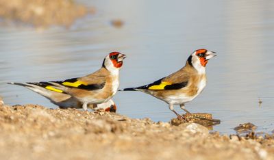 Goldfinch