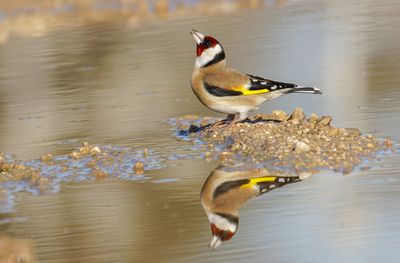 Goldfinch