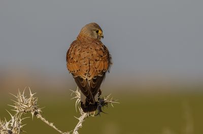 Common Kestrel
