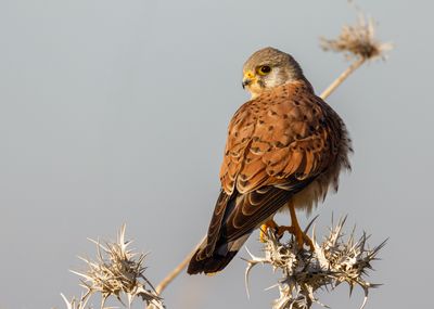 Common Kestrel