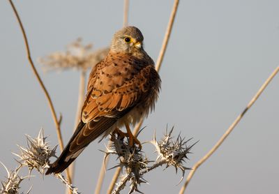 Common Kestrel