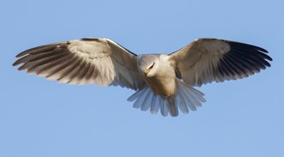 Black-winged kite