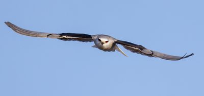 Black-winged kite