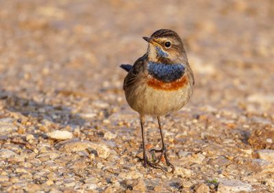 Bluethroat