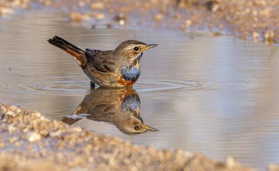 Bluethroat