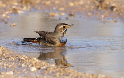 Bluethroat
