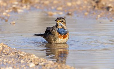 Bluethroat