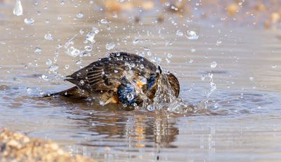Bluethroat