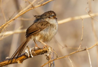 Graceful Prinia
