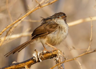 Graceful Prinia