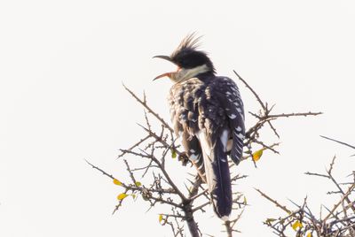 Great Spotted Cuckoo