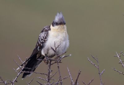 Great Spotted Cuckoo