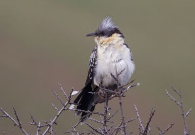 Great Spotted Cuckoo