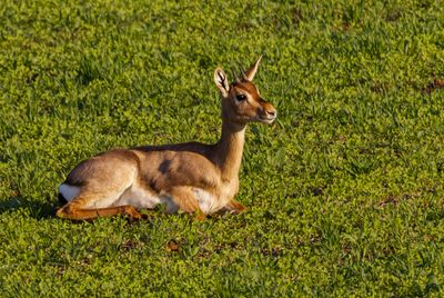Gazella