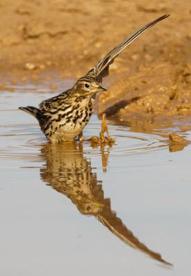 Red-throated Pipit