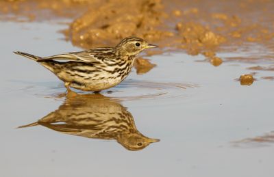 Red-throated Pipit