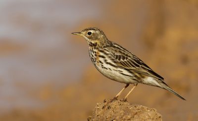 Red-throated Pipit פיפיון אדום גרון