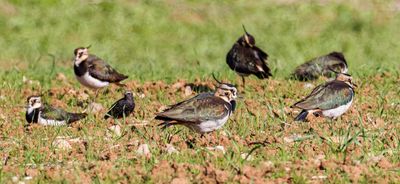 Northern Lapwing קיווית מצוייצת