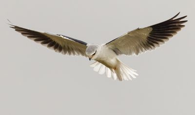 Black-winged kite