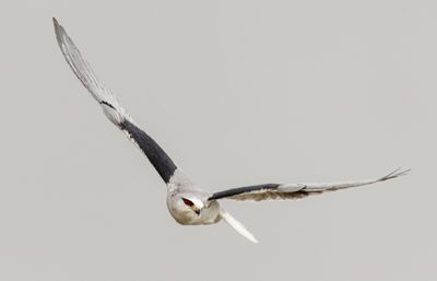 Black-winged kite