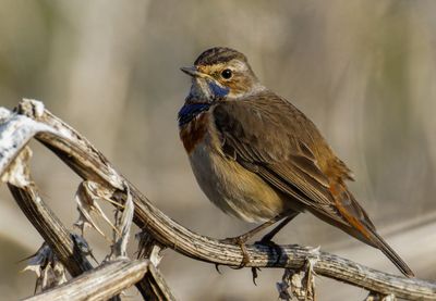 Bluethroat כחול החזה