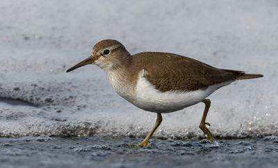 Common Sandpiper