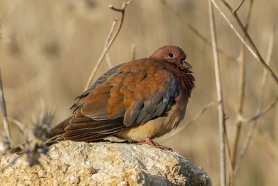 Laughing dove