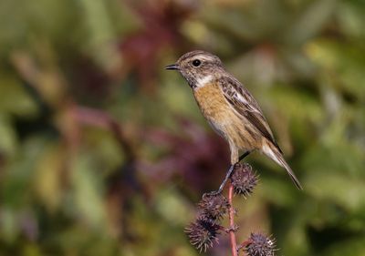 Stonechat